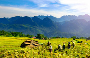 Harvest time puluong