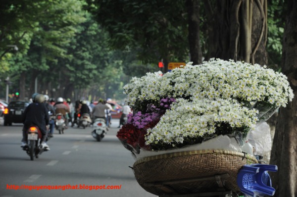 Daisy-in-hanoi