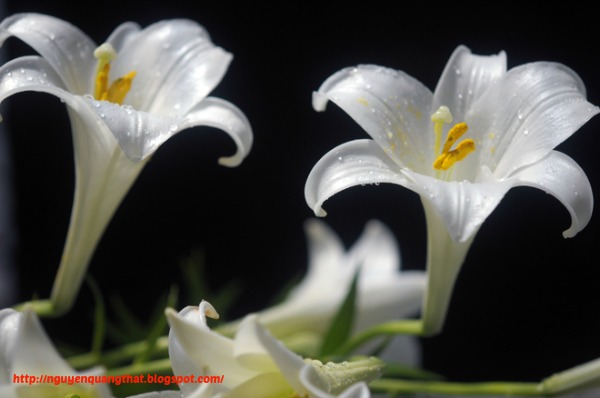 Easter-lily-in-hanoi