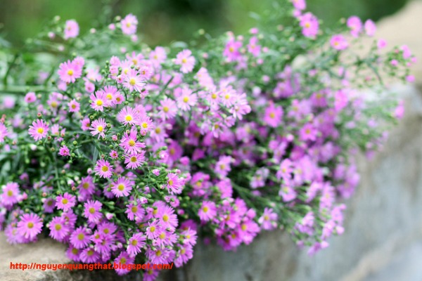 Forget-me-nots-in-hanoi