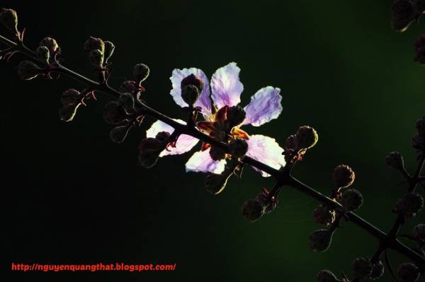 Giant-Crape-myrtle-in-hanoi