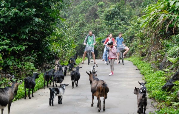 gray-line-halong-cruise