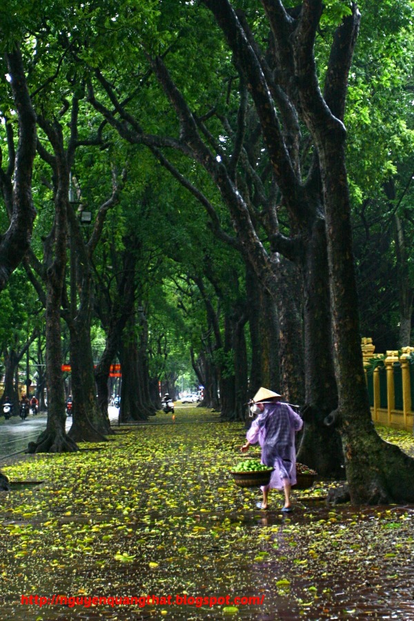 Khaya-senegalensis-in-hanoi