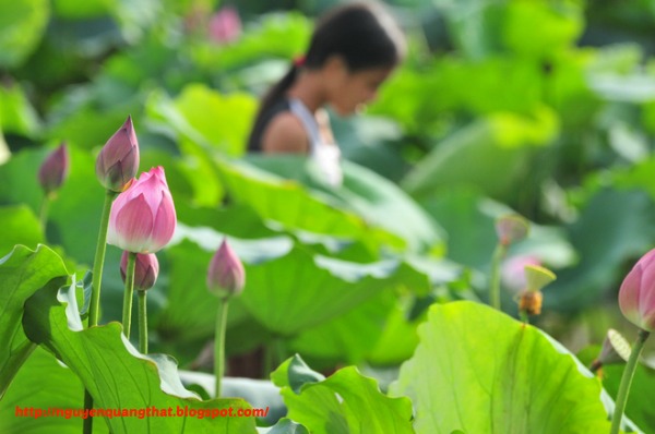 Lotus-in-hanoi