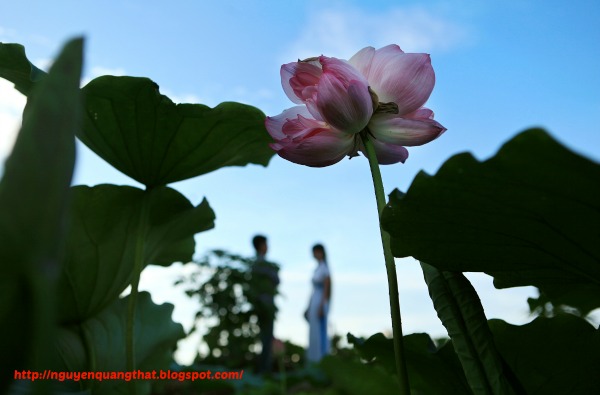 Lotus-in-hanoi