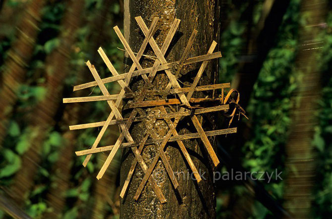 Mick-palarczyk-northwest-vietnam