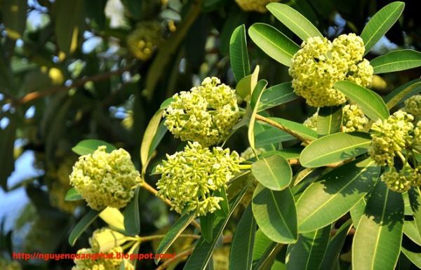 milk-flowers-in-hanoi