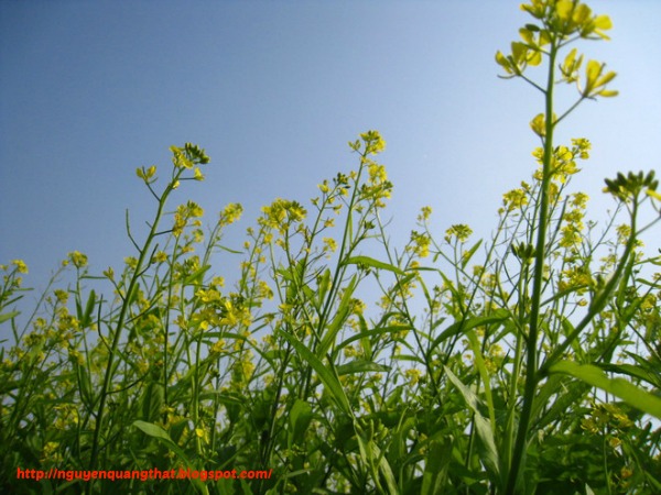 mustard-flowers-in-hanoi