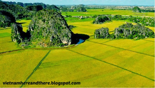 rice-field-ninh-binh