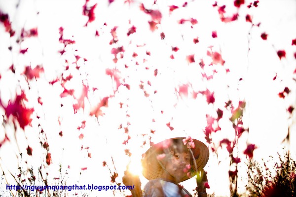 peach-blossom-in-hanoi