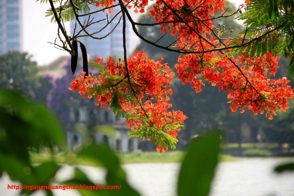 Phoenix-flowers-in-hanoi