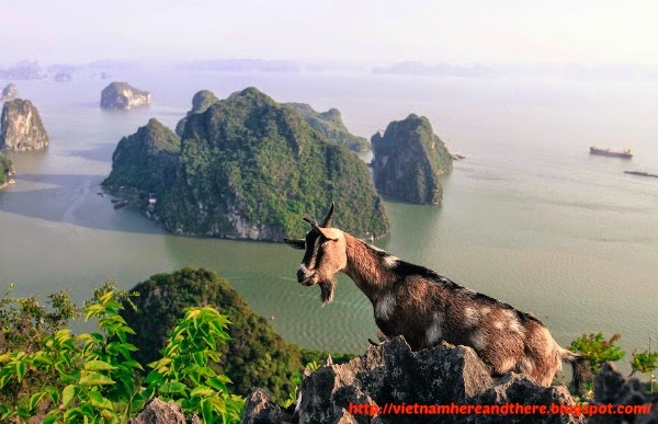 poem-mountain-of-halong-bay