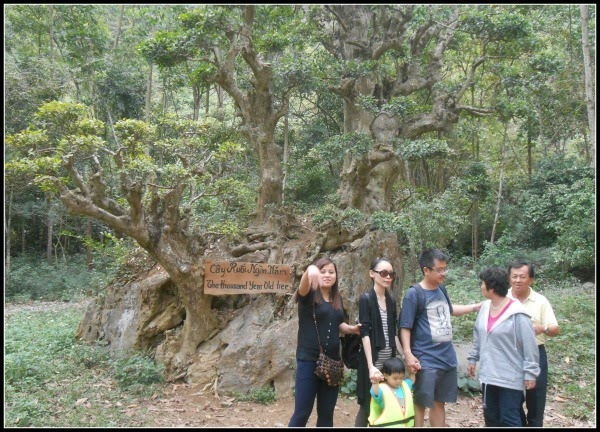 The thousand years old tree