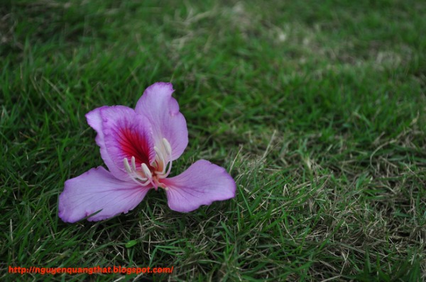 Violet-blossom-in-hanoi